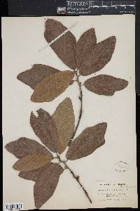 Quercus rudkinii image