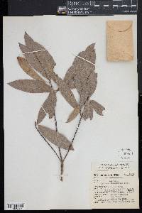 Quercus salicifolia image