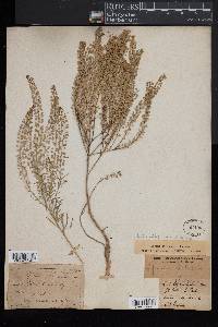 Lepidium apetalum image