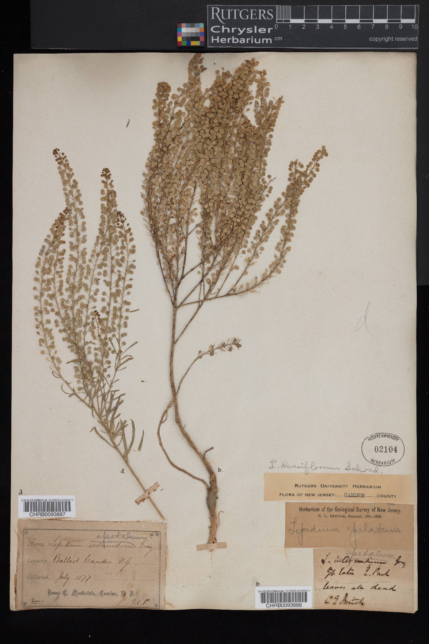 Lepidium apetalum image