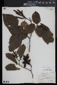 Alnus acuminata image