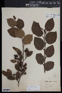 Alnus alnobetula subsp. crispa image