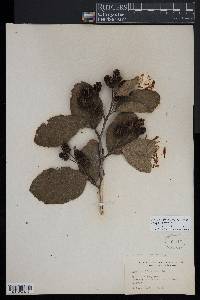 Alnus alnobetula subsp. crispa image