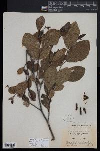 Alnus incana subsp. rugosa image