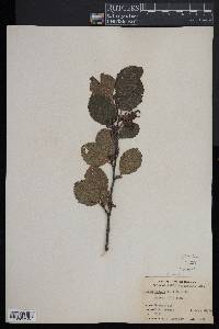 Alnus incana subsp. rugosa image