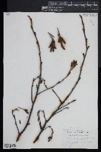 Alnus incana subsp. rugosa image