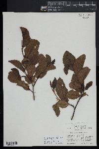 Alnus incana subsp. rugosa image