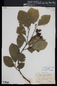 Alnus incana subsp. rugosa image