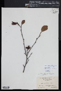 Alnus incana subsp. rugosa image