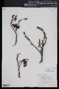 Alnus incana subsp. rugosa image