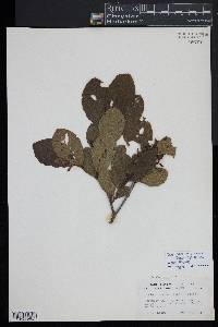 Alnus incana subsp. rugosa image