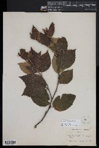 Betula alleghaniensis image