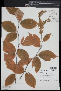 Betula alleghaniensis image