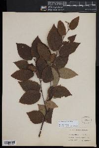 Betula alleghaniensis image