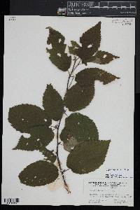 Betula alleghaniensis image