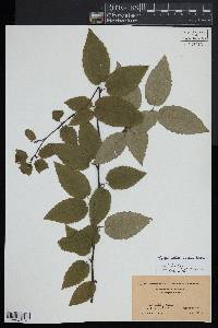 Betula lutea image