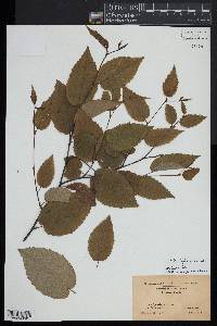 Betula lenta image