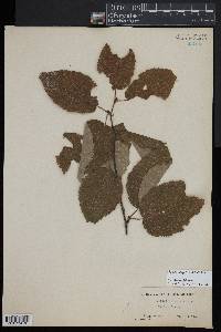 Betula alleghaniensis image