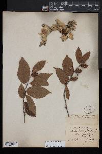 Betula alleghaniensis image