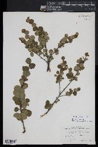 Betula glandulosa image