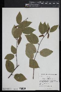 Betula lenta image