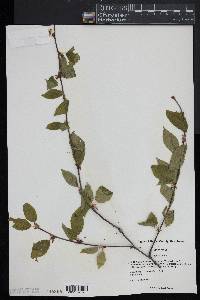 Betula lenta image