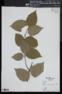 Betula lenta image