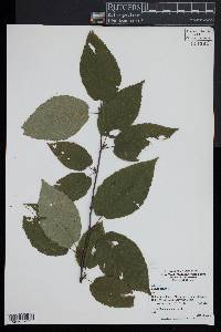 Betula lenta image