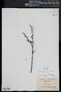 Betula lenta image