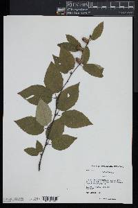 Betula lenta image