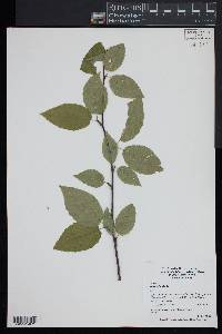 Betula lenta image