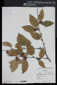 Betula lenta image