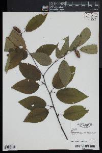 Betula lenta image