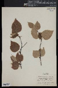 Betula occidentalis image