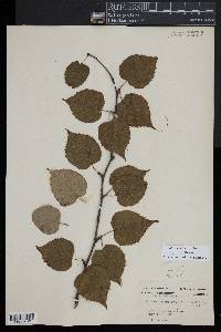 Betula cordifolia image