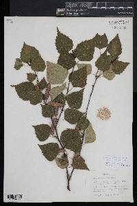 Betula platyphylla image