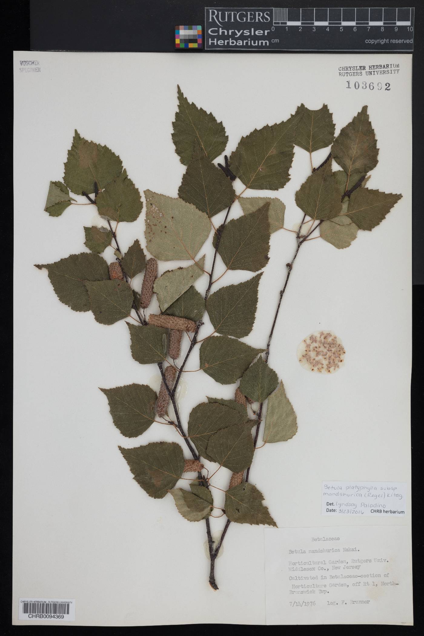 Betula platyphylla subsp. mandshurica image