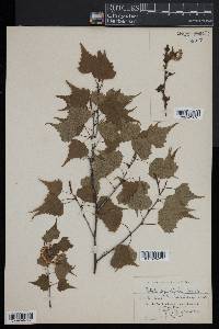 Betula populifolia image