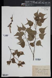 Betula populifolia image