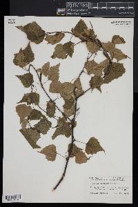 Betula populifolia image