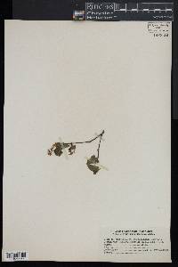 Betula populifolia image