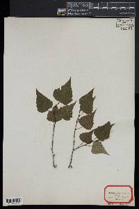 Betula populifolia image