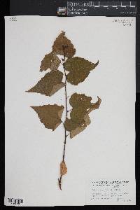 Betula populifolia image