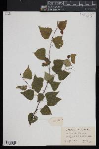 Betula populifolia image