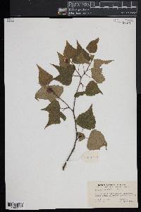 Betula populifolia image