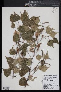 Betula populifolia image