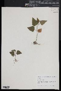 Betula populifolia image