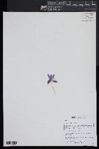 Crocus tommasinianus image