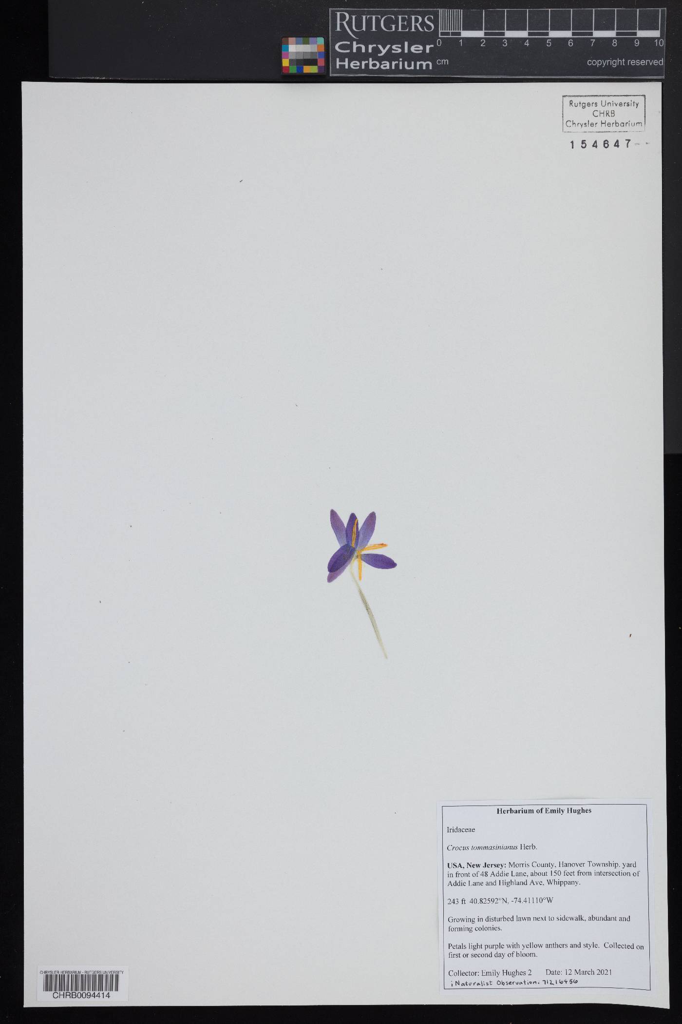 Crocus tommasinianus image