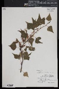 Betula populifolia image